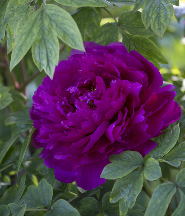 Peonia arborea - Regali del drago nero (Wu Long peng Sheng) | Centro Botanico Moutan